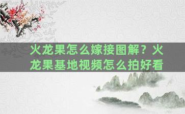 火龙果怎么嫁接图解？火龙果基地视频怎么拍好看