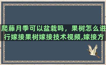 爬藤月季可以盆栽吗，果树怎么进行嫁接果树嫁接技术视频,嫁接方法图解