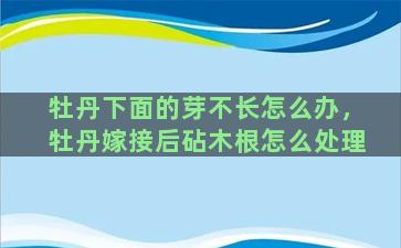 牡丹下面的芽不长怎么办，牡丹嫁接后砧木根怎么处理