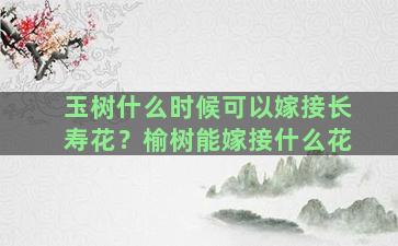 玉树什么时候可以嫁接长寿花？榆树能嫁接什么花