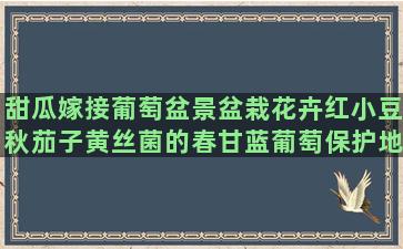 甜瓜嫁接葡萄盆景盆栽花卉红小豆秋茄子黄丝菌的春甘蓝葡萄保护地霍山石斛的喵喵栽培蓬蓬猫