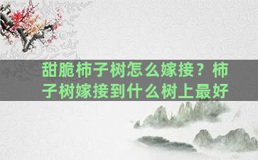 甜脆柿子树怎么嫁接？柿子树嫁接到什么树上最好