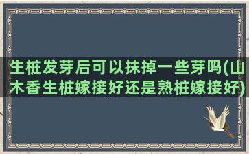 生桩发芽后可以抹掉一些芽吗(山木香生桩嫁接好还是熟桩嫁接好)