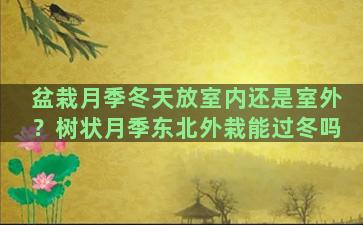 盆栽月季冬天放室内还是室外？树状月季东北外栽能过冬吗