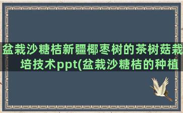 盆栽沙糖桔新疆椰枣树的茶树菇栽培技术ppt(盆栽沙糖桔的种植技术与管理)