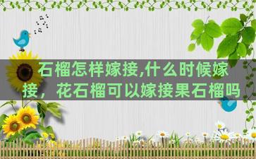 石榴怎样嫁接,什么时候嫁接，花石榴可以嫁接果石榴吗