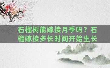 石榴树能嫁接月季吗？石榴嫁接多长时间开始生长