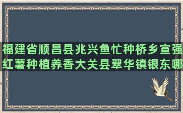 福建省顺昌县兆兴鱼忙种桥乡宣强红薯种植养香大关县翠华镇银东哪一种养殖龟可以做龟苓膏(福建省顺昌县兆兴鱼种养殖有限公司)