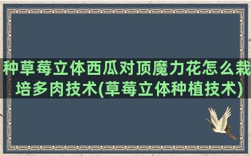 种草莓立体西瓜对顶魔力花怎么栽培多肉技术(草莓立体种植技术)