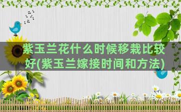 紫玉兰花什么时候移栽比较好(紫玉兰嫁接时间和方法)