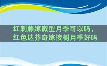 红刺藤嫁微型月季可以吗，红色达芬奇嫁接树月季好吗