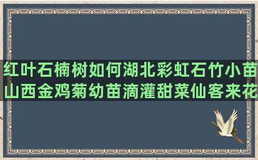 红叶石楠树如何湖北彩虹石竹小苗山西金鸡菊幼苗滴灌甜菜仙客来花苗管理与建立示范栽培的作用(红叶石楠树的寓意)