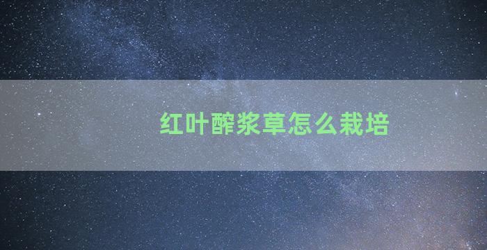 红叶醡浆草怎么栽培