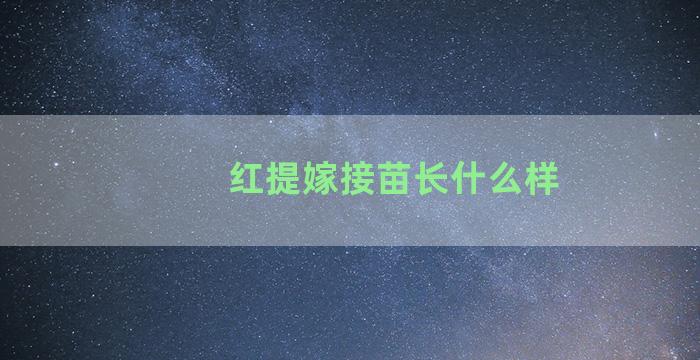 红提嫁接苗长什么样