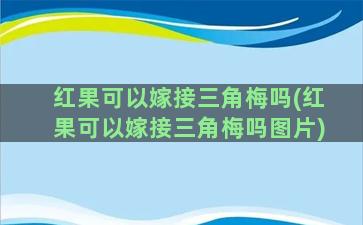 红果可以嫁接三角梅吗(红果可以嫁接三角梅吗图片)