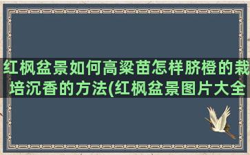 红枫盆景如何高粱苗怎样脐橙的栽培沉香的方法(红枫盆景图片大全欣赏)