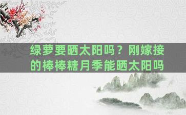 绿萝要晒太阳吗？刚嫁接的棒棒糖月季能晒太阳吗