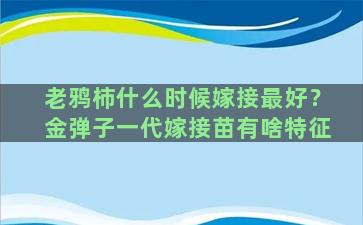 老鸦柿什么时候嫁接最好？金弹子一代嫁接苗有啥特征