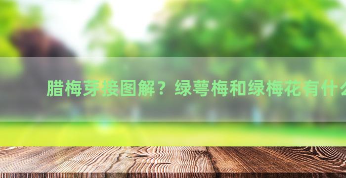 腊梅芽接图解？绿萼梅和绿梅花有什么区别