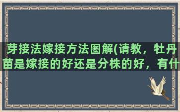 芽接法嫁接方法图解(请教，牡丹苗是嫁接的好还是分株的好，有什么不同吗)