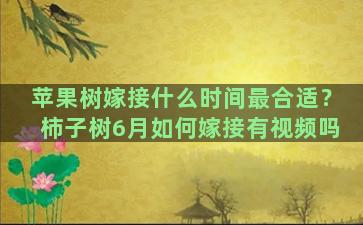 苹果树嫁接什么时间最合适？柿子树6月如何嫁接有视频吗