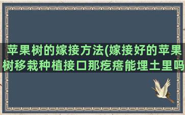 苹果树的嫁接方法(嫁接好的苹果树移栽种植接口那疙瘩能埋土里吗有什么危害，3年以后能不能埋土里希望大神解答)