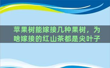 苹果树能嫁接几种果树，为啥嫁接的红山茶都是尖叶子