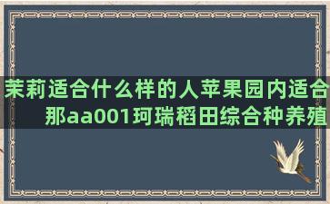 茉莉适合什么样的人苹果园内适合那aa001珂瑞稻田综合种养殖技术信息(茉莉龙珠适合什么人喝)