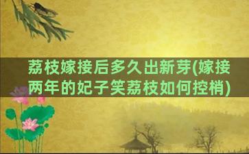 荔枝嫁接后多久出新芽(嫁接两年的妃子笑荔枝如何控梢)