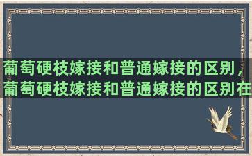 葡萄硬枝嫁接和普通嫁接的区别，葡萄硬枝嫁接和普通嫁接的区别在哪