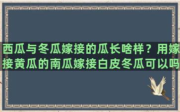 西瓜与冬瓜嫁接的瓜长啥样？用嫁接黄瓜的南瓜嫁接白皮冬瓜可以吗