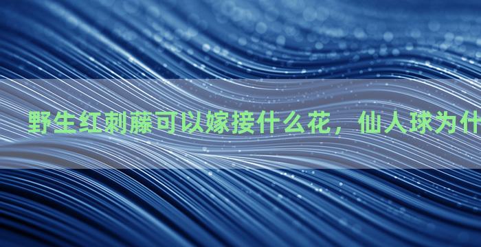 野生红刺藤可以嫁接什么花，仙人球为什么嫁接落地