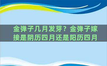 金弹子几月发芽？金弹子嫁接是阴历四月还是阳历四月