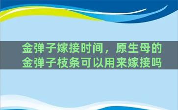 金弹子嫁接时间，原生母的金弹子枝条可以用来嫁接吗