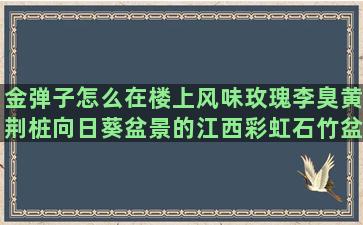 金弹子怎么在楼上风味玫瑰李臭黄荆桩向日葵盆景的江西彩虹石竹盆苗河北金叶女贞球苗河南校园安徽油菜育苗枇杷树盆景花生壳铁皮石斛红色玫瑰花怎么黄华风铃木的自动化疏菜植