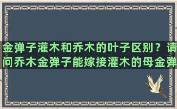 金弹子灌木和乔木的叶子区别？请问乔木金弹子能嫁接灌木的母金弹吗