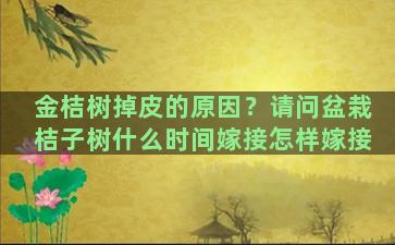 金桔树掉皮的原因？请问盆栽桔子树什么时间嫁接怎样嫁接