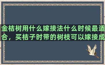 金桔树用什么嫁接法什么时候最适合，买桔子时带的树枝可以嫁接成活吗