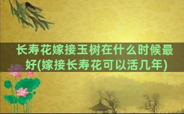 长寿花嫁接玉树在什么时候最好(嫁接长寿花可以活几年)