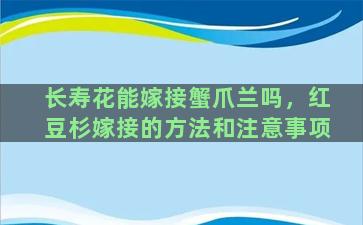 长寿花能嫁接蟹爪兰吗，红豆杉嫁接的方法和注意事项