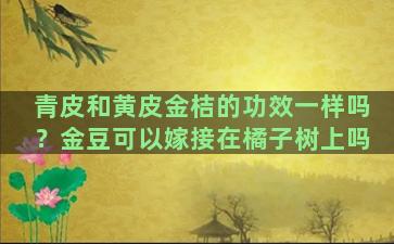 青皮和黄皮金桔的功效一样吗？金豆可以嫁接在橘子树上吗