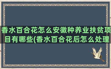 香水百合花怎么安徽种养业扶贫项目有哪些(香水百合花后怎么处理)