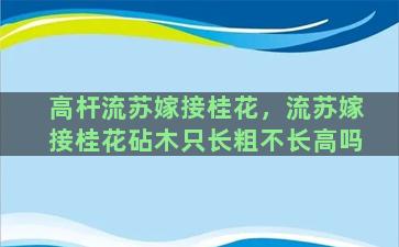 高杆流苏嫁接桂花，流苏嫁接桂花砧木只长粗不长高吗