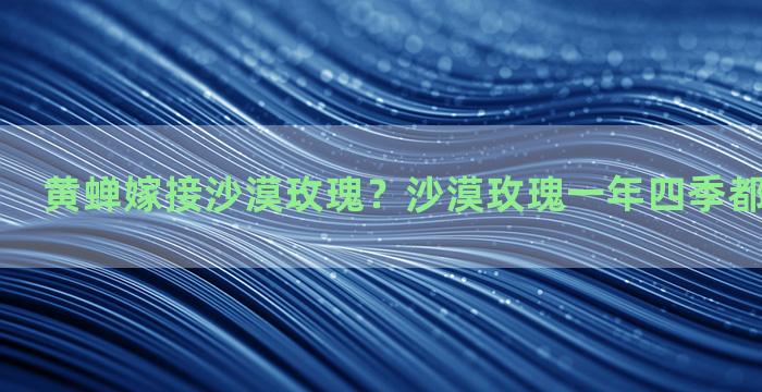 黄蝉嫁接沙漠玫瑰？沙漠玫瑰一年四季都可以嫁接吗