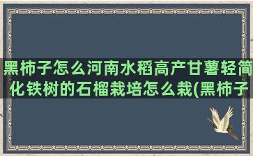 黑柿子怎么河南水稻高产甘薯轻简化铁树的石榴栽培怎么栽(黑柿子)