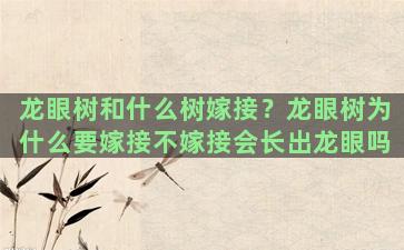 龙眼树和什么树嫁接？龙眼树为什么要嫁接不嫁接会长出龙眼吗