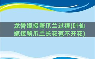 龙骨嫁接蟹爪兰过程(叶仙嫁接蟹爪兰长花苞不开花)